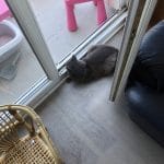 Timatou   European Shorthair (Européen) Mâle - Garde d'animaux à domicile