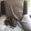 Images de profil de Dimitri - Blooming Pets - Petsitting et garde d'animaux à domicile