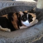 Kira Kira Chat de gouttiÚre (Commun) Femelle stérilisée - Garde d'animaux à domicile