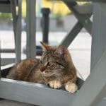 Poupouss Poupouss Chat de gouttiÚre (Commun) Femelle stérilisée - Garde d'animaux à domicile