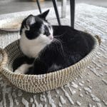 Felix Felix Chat de gouttiÚre (Commun) Mùle stérilisé - Garde d'animaux à domicile