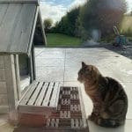 Grisou Grisou Chat de gouttiĂšre (Commun) Femelle - Garde d'animaux Ă domicile
