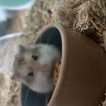 Bahya   Hamster Roborovski Femelle - Garde d'animaux à domicile