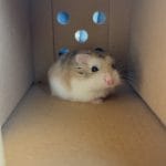 Bahi   Hamster Roborovski Mâle - Garde d'animaux à domicile