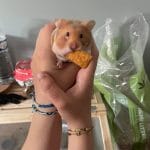 Mimi   Hamster Syrien (Doré) Femelle - Garde d'animaux à domicile