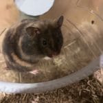 Gizmo   Hamster Syrien (Doré) Mâle - Garde d'animaux à domicile