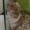 Images de profil de Elisa - Blooming Pets - Petsitting et garde d'animaux à domicile