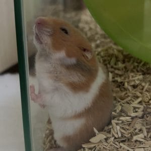 Images de profil de Elisa - Blooming Pets - Petsitting et garde d'animaux Ă domicile