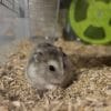 Images de profil de Elisa - Blooming Pets - Petsitting et garde d'animaux à domicile