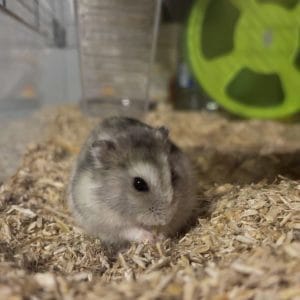 Images de profil de Elisa - Blooming Pets - Petsitting et garde d'animaux Ă domicile