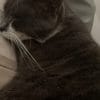 Images de profil de Elisa - Blooming Pets - Petsitting et garde d'animaux à domicile