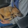 Images de profil de Elisa - Blooming Pets - Petsitting et garde d'animaux à domicile