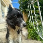 Nala Nala Border Collie Femelle - Garde d'animaux à domicile