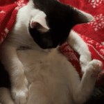 Mina Mina European Shorthair (Européen) Femelle - Garde d'animaux à domicile