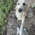 Rita Rita Golden Retriever Femelle - Garde d'animaux à domicile