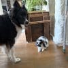 Images de profil de Mathilde - Blooming Pets - Petsitting et garde d'animaux à domicile