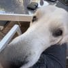 Images de profil de Mathilde - Blooming Pets - Petsitting et garde d'animaux à domicile