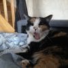 Images de profil de Maya - Blooming Pets - Petsitting et garde d'animaux à domicile