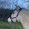 Images de profil de Maya - Blooming Pets - Petsitting et garde d'animaux à domicile