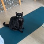 Liliael   Chat de gouttière (Commun) Mâle stérilisé - Garde d'animaux à domicile