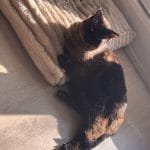 Blue   Chat de gouttière (Commun) Mâle - Garde d'animaux à domicile