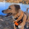 Images de profil de Emilieb - Blooming Pets - Petsitting et garde d'animaux à domicile