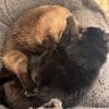 Images de profil de Emilieb - Blooming Pets - Petsitting et garde d'animaux à domicile