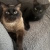 Images de profil de Emilieb - Blooming Pets - Petsitting et garde d'animaux à domicile