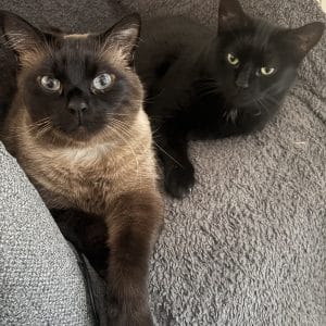 Images de profil de Emilieb - Blooming Pets - Petsitting et garde d'animaux à domicile