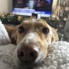 Images de profil de Emilieb - Blooming Pets - Petsitting et garde d'animaux à domicile