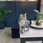 Toby   Chat de gouttière (Commun) Mâle - Garde d'animaux à domicile