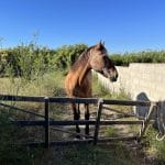 Bayo   Origine Non Constatée (ONC) Hongre - Garde d'animaux à domicile