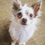 Artchi Artchi Chihuahua Mâle stérilisé - Garde d'animaux à domicile
