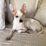 Billy Billy Chihuahua Mâle stérilisé - Garde d'animaux à domicile