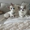Images de profil de Lisa - Blooming Pets - Petsitting et garde d'animaux à domicile
