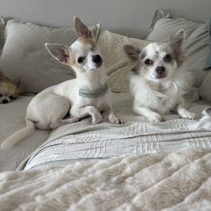 Images de profil de Lisa - Blooming Pets - Petsitting et garde d'animaux à domicile