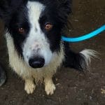 Mustang   Border Collie Mâle stérilisé - Garde d'animaux à domicile