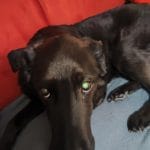 Geiss   Labrador Retriever Femelle - Garde d'animaux à domicile
