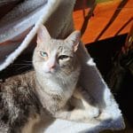 Noisette   Chat de gouttière (Commun) Mâle - Garde d'animaux à domicile