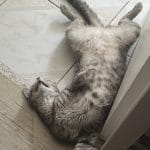 Misty   Chat de gouttière (Commun) Femelle - Garde d'animaux à domicile