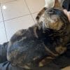 Images de profil de Erika - Blooming Pets - Petsitting et garde d'animaux à domicile