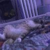 Images de profil de Erika - Blooming Pets - Petsitting et garde d'animaux à domicile