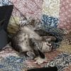 Images de profil de Erika - Blooming Pets - Petsitting et garde d'animaux à domicile