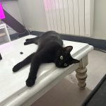 SOYA SOYA Chat de gouttière (Commun) Femelle - Garde d'animaux à domicile