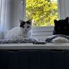 Images de profil de amandine - Blooming Pets - Petsitting et garde d'animaux à domicile