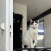 Images de profil de amandine - Blooming Pets - Petsitting et garde d'animaux à domicile