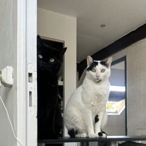 Images de profil de amandine - Blooming Pets - Petsitting et garde d'animaux à domicile