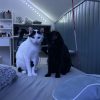 Images de profil de amandine - Blooming Pets - Petsitting et garde d'animaux à domicile