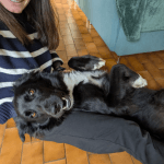 Krokmou   Border Collie Mâle stérilisé - Garde d'animaux à domicile
