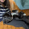 Images de profil de MARGOT - Blooming Pets - Petsitting et garde d'animaux à domicile